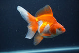 Ryukin Long Tail Red White 5 Inch (ID#1227Ry7b-5) Free2Day SHIPPING