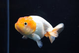 Juvenile Lionchu  Red White 4 Inch (ID#1220R11b-9) Free2Day SHIPPING