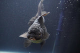 Thai Oranda  Black 6 Inch (ID#902To6a-107)