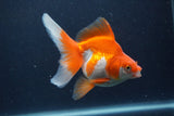 Ryukin Long Tail Red White 5 Inch (ID#1227Ry7b-5) Free2Day SHIPPING