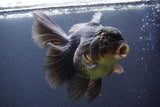 Thai Oranda  Black 6 Inch (ID#902To6a-107)