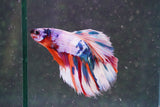 Candy Galaxy  Koi Halfmoon Male Betta (ID#801-M608) Free2Day SHIPPING