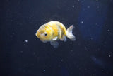 Baby Ranchu  Calico 2.5 Inch (ID#1018R9c-61) Free2Day SHIPPING