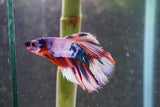 Candy Galaxy  Koi Halfmoon Male Betta (ID#801-M608) Free2Day SHIPPING