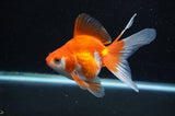 Ryukin Long Tail Red White 5 Inch (ID#411Ry8a-2) Free2Day SHIPPING