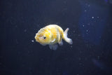 Baby Ranchu  Calico 2.5 Inch (ID#1018R9c-61) Free2Day SHIPPING