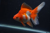 Ryukin Long Tail Red White 5 Inch (ID#1227Ry7b-5) Free2Day SHIPPING