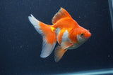 Ryukin Long Tail Red White 5 Inch (ID#1227Ry7b-5) Free2Day SHIPPING