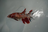 Koi Galaxy  Plakat Female Betta (ID#801-F128) Free2Day SHIPPING