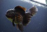 Thai Oranda  Black 6 Inch (ID#902To6a-107)