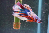 Candy Galaxy  Koi Halfmoon Male Betta (ID#801-M608) Free2Day SHIPPING