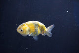 Baby Ranchu  Calico 2.5 Inch (ID#1018R9c-61) Free2Day SHIPPING