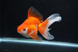 Ryukin Long Tail Red White 5 Inch (ID#411Ry8a-2) Free2Day SHIPPING
