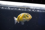 Baby Ranchu  Calico 2.5 Inch (ID#1018R9c-61) Free2Day SHIPPING