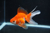 Ryukin Long Tail Red White 5 Inch (ID#411Ry8a-2) Free2Day SHIPPING