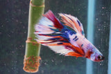 Candy Galaxy  Koi Halfmoon Male Betta (ID#801-M608) Free2Day SHIPPING