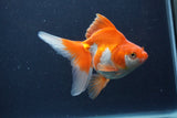 Ryukin Long Tail Red White 5 Inch (ID#1227Ry7b-5) Free2Day SHIPPING