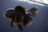 Thai Oranda  Black 6 Inch (ID#902To6a-107)