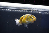 Baby Ranchu  Calico 2.5 Inch (ID#1018R9c-61) Free2Day SHIPPING