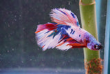 Candy Galaxy  Koi Halfmoon Male Betta (ID#801-M608) Free2Day SHIPPING