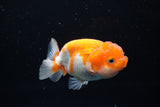 Juvenile Lionchu  Red White 3.5 Inch (ID#1220R11b-10) Free2Day SHIPPING