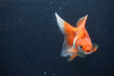 Ryukin Long Tail Red White 5 Inch (ID#1227Ry7b-5) Free2Day SHIPPING