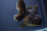 Thai Oranda  Black 6 Inch (ID#902To6a-107)