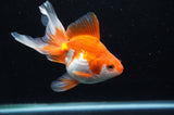 Ryukin Long Tail Red White 5 Inch (ID#411Ry8a-2) Free2Day SHIPPING