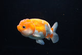 Juvenile Lionchu  Red White 3.5 Inch (ID#1220R11b-10) Free2Day SHIPPING