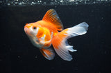 Ryukin Long Tail Red White 5 Inch (ID#411Ry8a-2) Free2Day SHIPPING