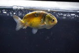 Baby Ranchu  Calico 2.5 Inch (ID#1018R9c-61) Free2Day SHIPPING