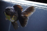 Thai Oranda  Black 6 Inch (ID#902To6a-107)