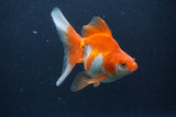 Ryukin Long Tail Red White 5 Inch (ID#1227Ry7b-5) Free2Day SHIPPING