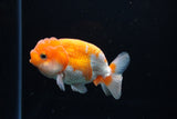 Juvenile Lionchu  Red White 3.5 Inch (ID#1220R11b-10) Free2Day SHIPPING