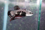 Black    Samurai Plakat Male Betta (ID#801-M609) Free2Day SHIPPING