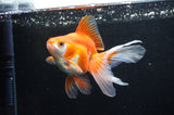 Ryukin Long Tail Red White 5 Inch (ID#411Ry8a-2) Free2Day SHIPPING