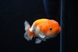 Juvenile Lionchu  Red White 3.5 Inch (ID#1220R11b-10) Free2Day SHIPPING