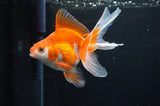Ryukin Long Tail Red White 5 Inch (ID#411Ry8a-2) Free2Day SHIPPING