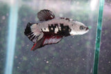 Black    Samurai Plakat Male Betta (ID#801-M609) Free2Day SHIPPING