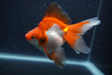 Ryukin Long Tail Red White 4.5 Inch (ID#1227Ry7b-6) Free2Day SHIPPING