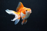 Ryukin Long Tail Red White 5 Inch (ID#411Ry8a-2) Free2Day SHIPPING