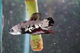 Black    Samurai Plakat Male Betta (ID#801-M609) Free2Day SHIPPING