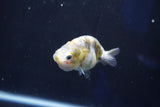 Baby Ranchu  Calico 3 Inch (ID#1018R9c-62) Free2Day SHIPPING