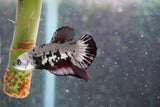 Black    Samurai Plakat Male Betta (ID#801-M609) Free2Day SHIPPING