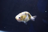 Baby Ranchu  Calico 3 Inch (ID#1018R9c-62) Free2Day SHIPPING