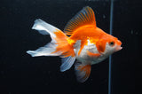 Ryukin Long Tail Red White 5 Inch (ID#411Ry8a-2) Free2Day SHIPPING