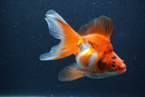 Ryukin Long Tail Red White 4.5 Inch (ID#1227Ry7b-6) Free2Day SHIPPING