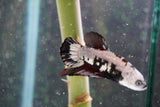 Black    Samurai Plakat Male Betta (ID#801-M609) Free2Day SHIPPING