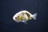 Baby Ranchu  Calico 3 Inch (ID#1018R9c-62) Free2Day SHIPPING