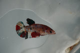 Koi Galaxy  Plakat Female Betta (ID#801-F130) Free2Day SHIPPING